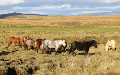 Fototapeta premium Icelandic horses on a grass field