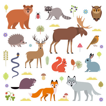 Vector illustration of forest animals: moose, deer, bear, hedgehog, rabbit, squirrel, beaver, wolf, fox, raccoon, owl, grass snake, isolated on white background.