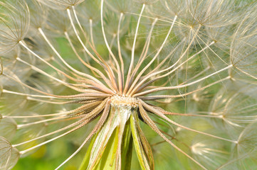 Yellow salsify flower seeds. Western salsify or big dandelion flower