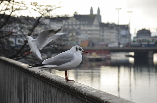 Seagulls at the Limmat River. Zurich.