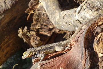 Lagartija al sol