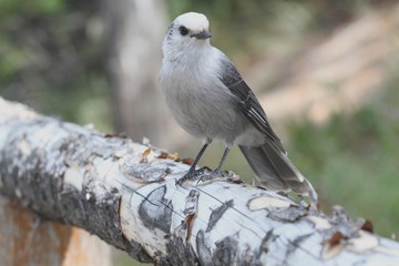 Gray Jay (Perisoreus canadensis)