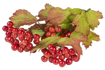 Branch of a viburnum with red berries on white background isolated