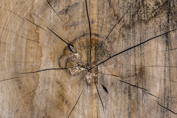 Abstract photograph of cut tree trunk