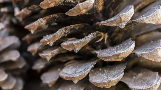Pinecone macro photography