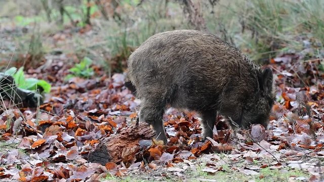 Wildschwein, Frischling sucht nach Futter, Schwarzwild, Dezember, (Sus scrofa)