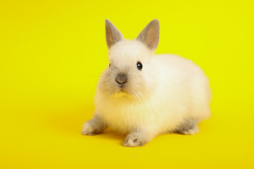 Rabbit on the color background