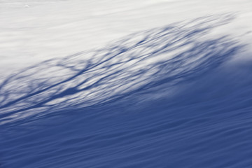Natural snow background with shadow of trees