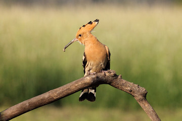 The Eurasian hoopoe (Upupa epops) sitting on a branch with a worm in the beak and with a green...