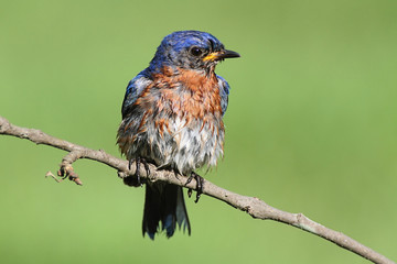 Eastern Bluebird
