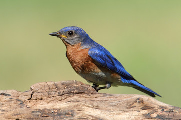 Male Eastern Bluebird