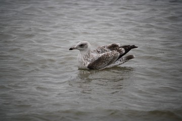 Mouette