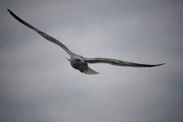 Mouette