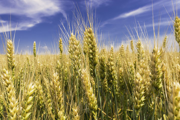 Wheat ears against blue sky