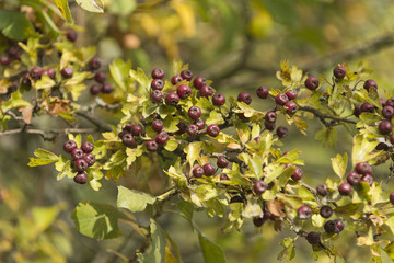 Obraz premium Zweigriffeliger Weißdorn (Crataegus laevigata)