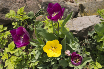 Tulpen (Tulipa)