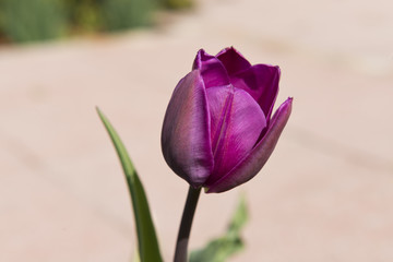 Tulpen (Tulipa)