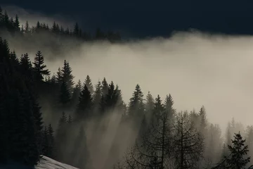 Cercles muraux Forêt dans le brouillard Wald, Nebel, Herbst, Natur