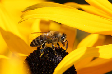 Biene auf Blume mit Pollen am Bein 