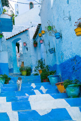 Traditional moroccan courtyard in Chefchaouen blue city medina in Morocco, architectural details in Blue town Chaouen. Typical blue walls and colorful flower pots.