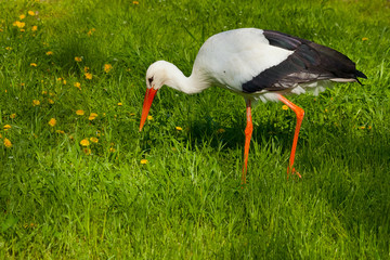 White stork conceptual bird looking something in the grass