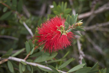 Malaleuca citrina 
