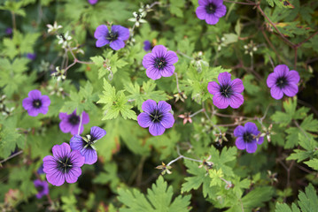 Geranium