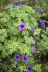 Fototapeta premium Geranium