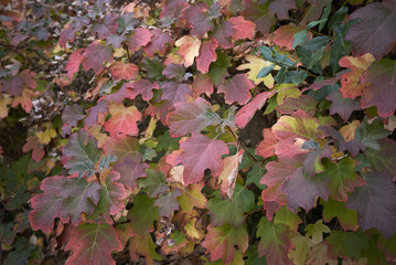 Hydrangea quercifolia foliage