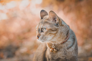 Cat looking to the right, bokeh and brown tone image.