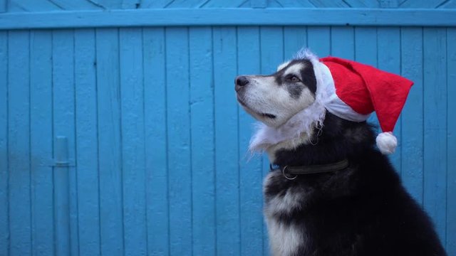 Alaskan Malamute dog in Santa's hat against a blue wooden house wall background in winter