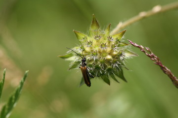 Käfer auf Blume