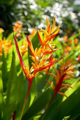 Flower in the park