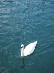 Swan in the lake