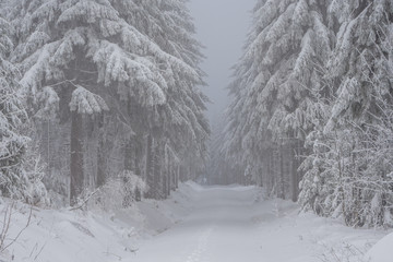 Winterlandschaft inmitten des Nebels