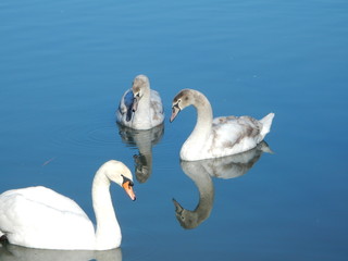 Schwan mit Jungtiere