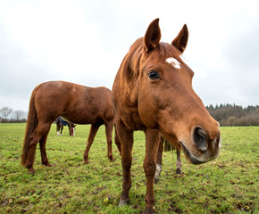 Naklejka na ściany i meble horses in the pasture