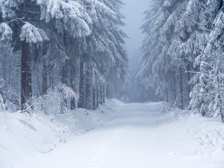 Fototapeta na wymiar winterlicher Wald im Gebirge