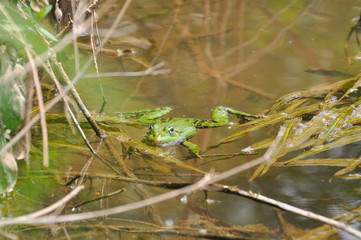 The edible frog (Pelophylax kl. esculentus) common water frog or green frog. Little frog in pond