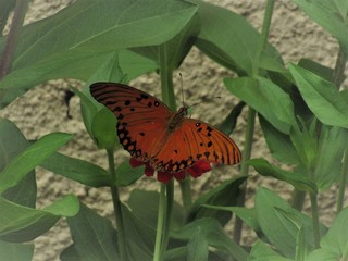 Borboleta entre o verde.