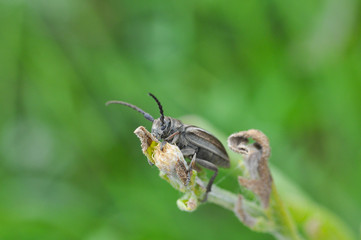Longhorn beetle, Agapanthia cardui, in the grass. Big beetle on stalk of grass