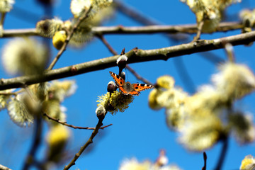 Schmetterling im Frühlingsmodus