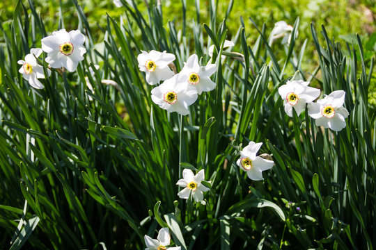 White narcissus flower on flowerbed in garden. Narcissus poeticus