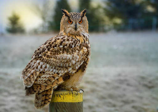 Europ&auml;ischer Uhu in Winterlandschaft