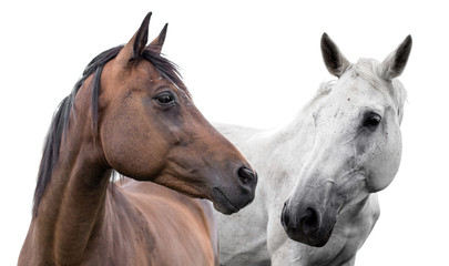 Obraz premium dwa konie na białym tle