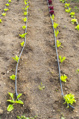 orto con impianto di irrigazione