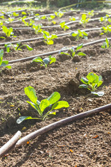 impianto a goccia in un orto