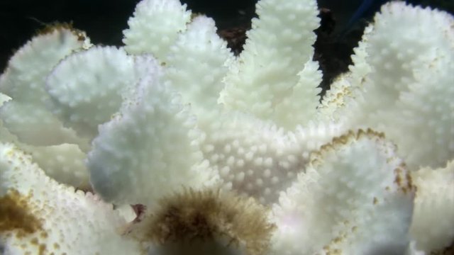 White corals underwater on seabed of Galapagos. Relax macro video. Wildlife of sea and ocean.