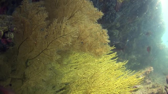 Marine plants underwater on seabed in Galapagos. Relax video. Marine life in ocean.