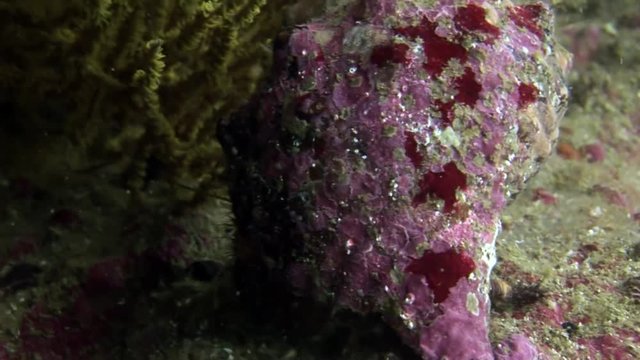Hermit crab drags on itself cockleshell underwater on seabed in Galapagos. Marine animal disguises in search of food in sea and ocean. Close-up.